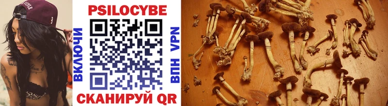Купить  Новоузенск  Псилоцибиновые грибы Psilocybe 